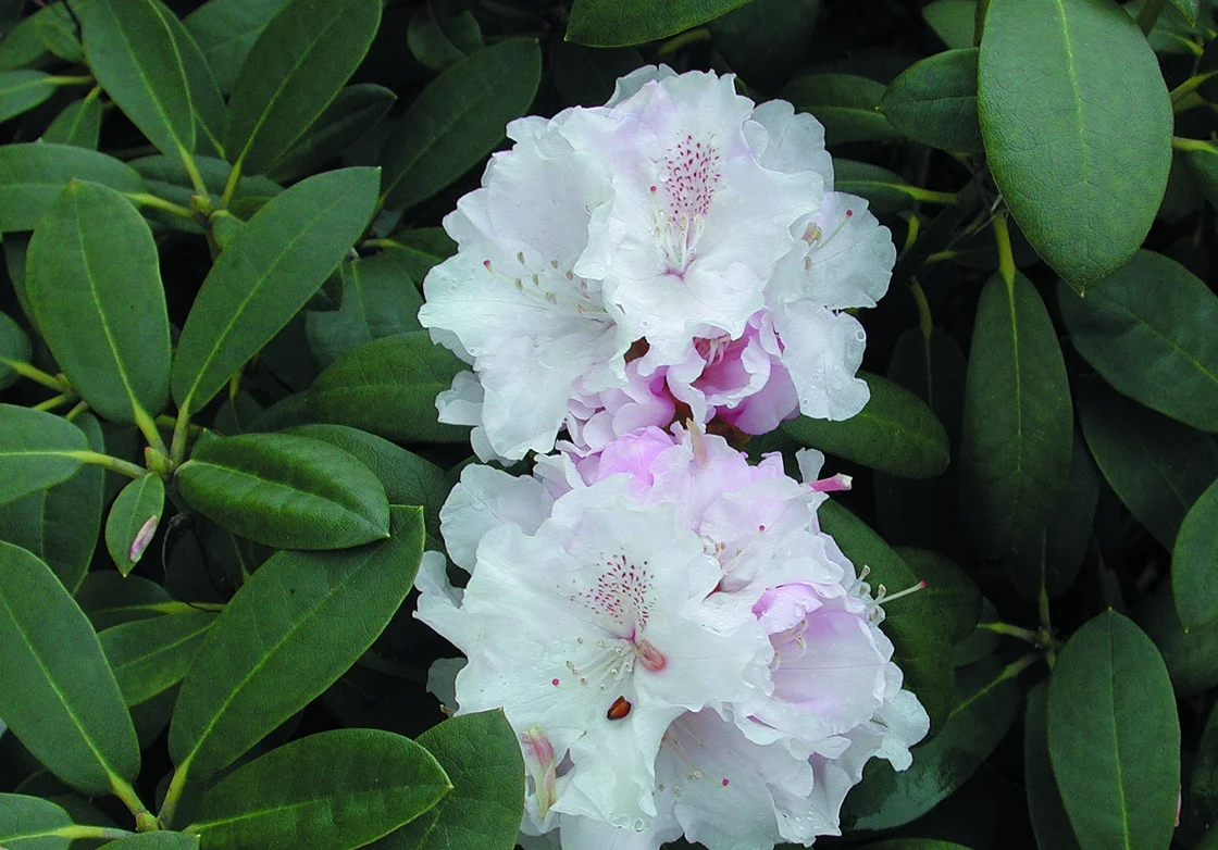 Rhododendron yakushimanum ’Schneekrone’