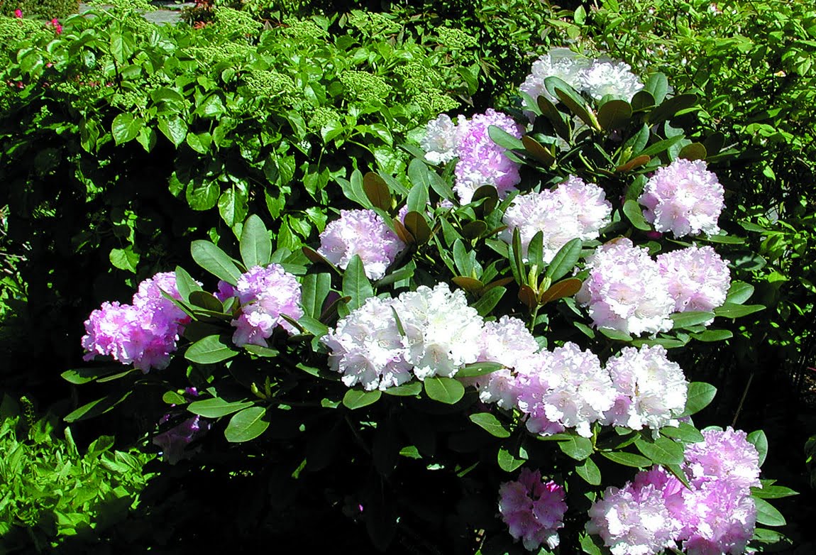 Rhododendron yakushimanum ’Silberwolke’