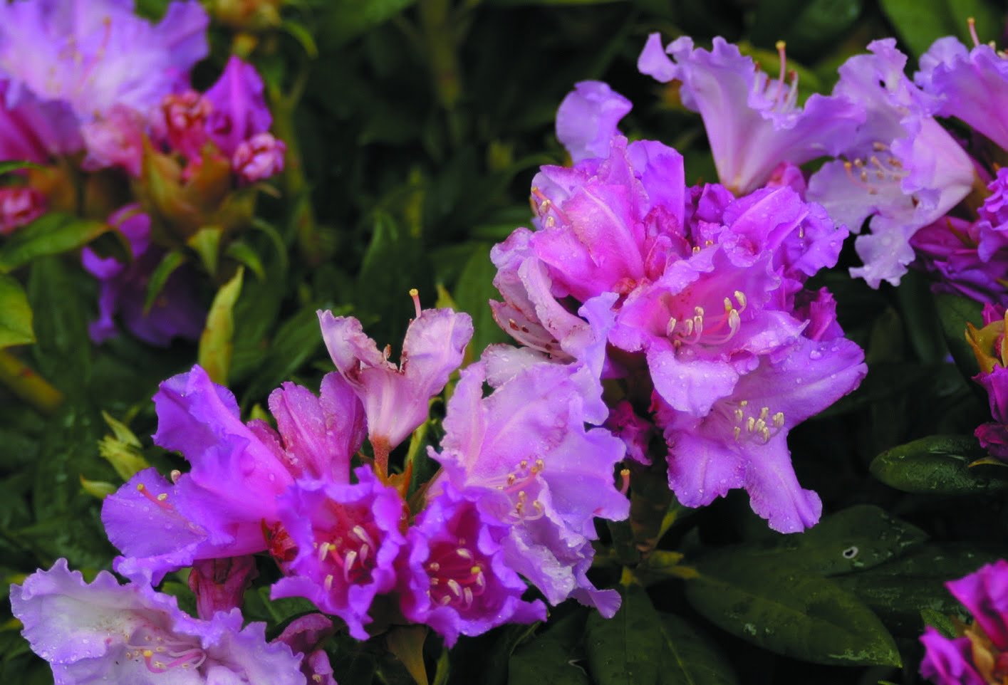 Rhododendron yakushim. ‘Caroline Allbrook’