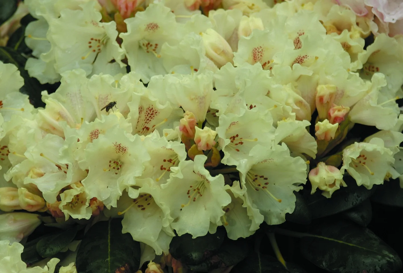 Rhododendron yakushimanum ‘Marietta’