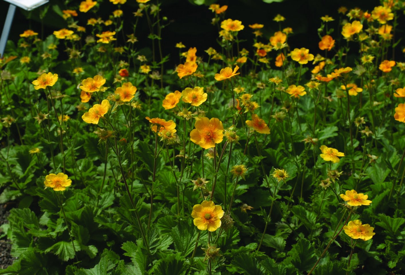 Bergsnejlikrot Geum montanum ‘Diana’