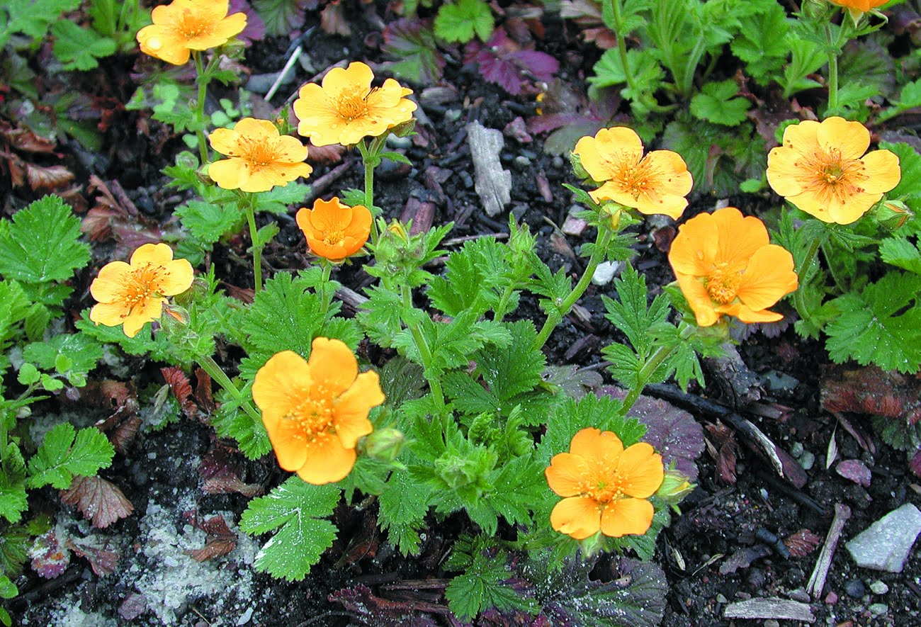 Bergnejlikrot Geum montanum ‘Diana’