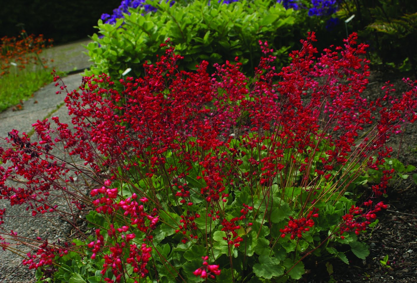 Blodalunrot Heuchera sanguinea ‘Sioux Falls’