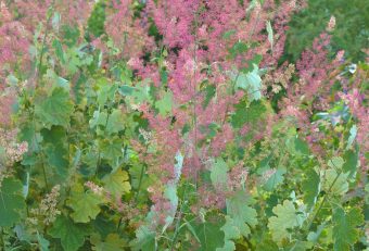 Vippvallmo Macleaya cordata