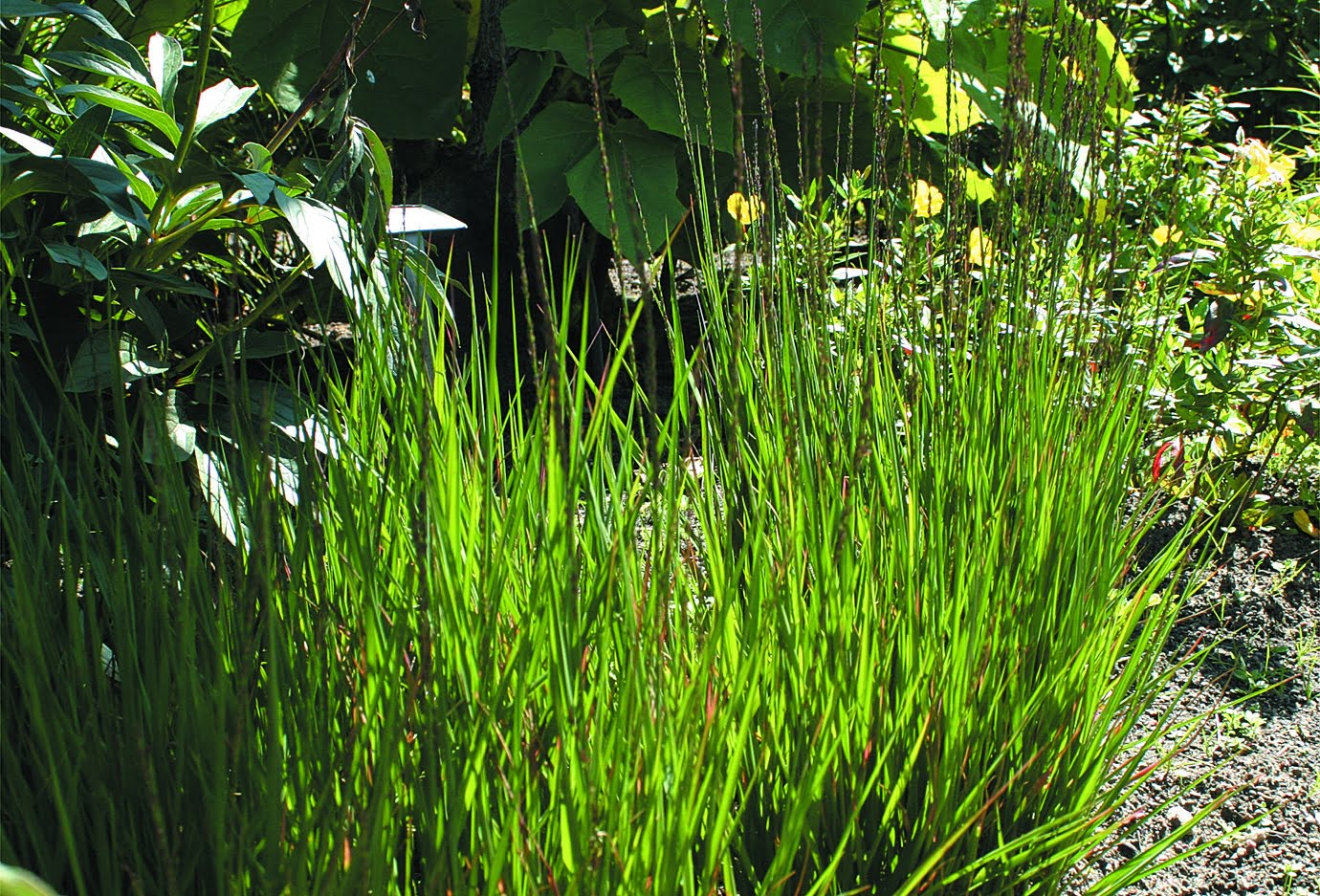 Blåtåtel Molinia caerulea ‘Moorhexe’