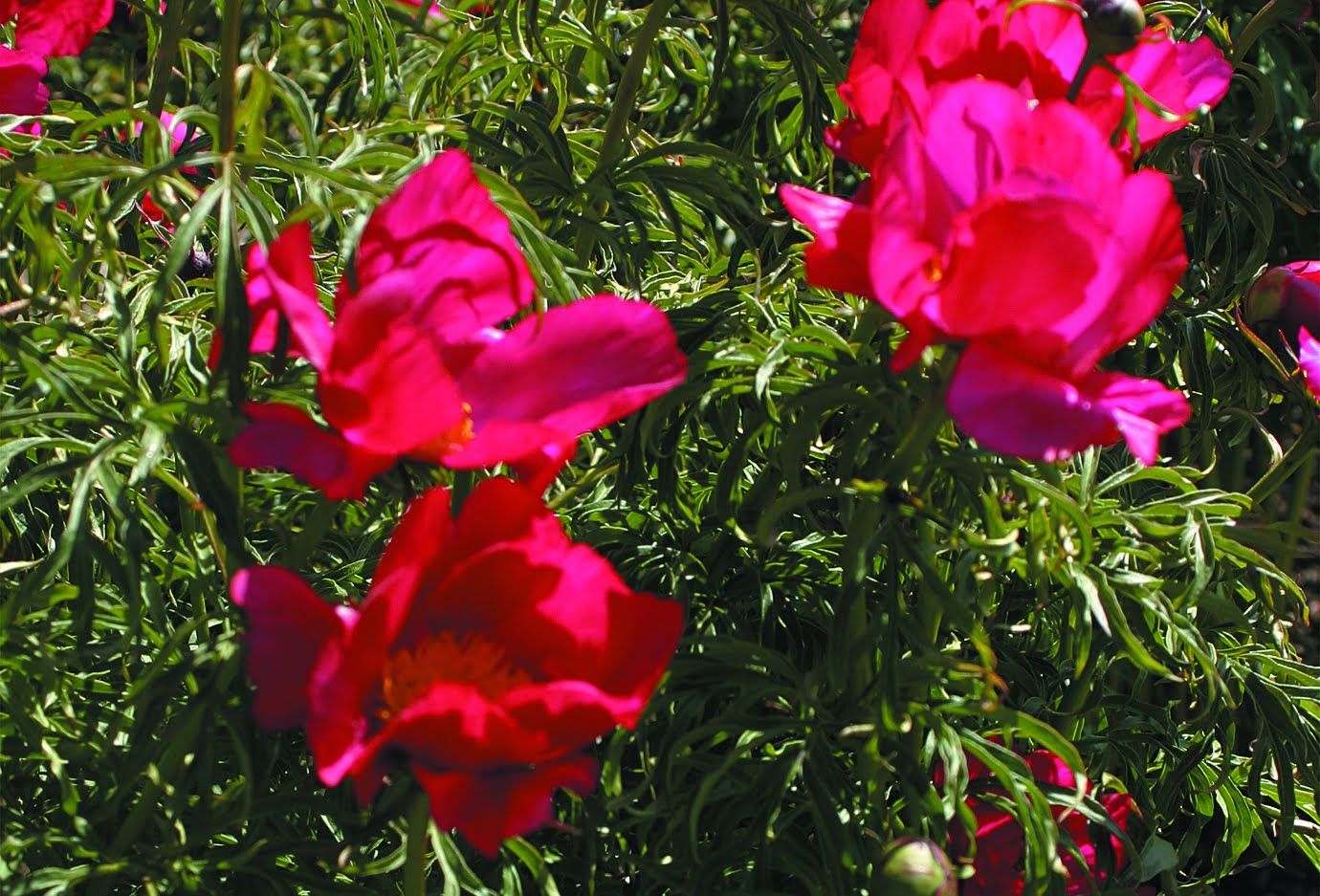 Vårpion Paeonia hybrida ‘Smouthii’