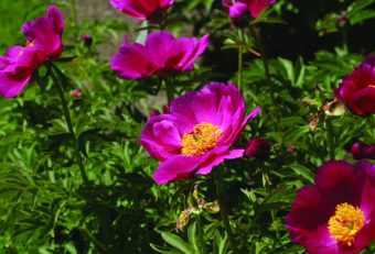 Bergspion Paeonia officinalis ‘Anemoniflora’