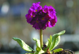 Bollviva Primula denticulata ‘Rubin’