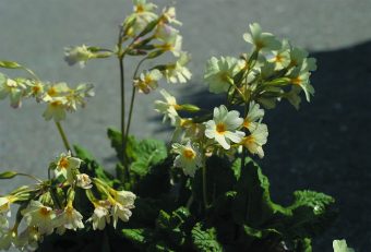 Violviva Primula pruhoniciana ‘John Mo’