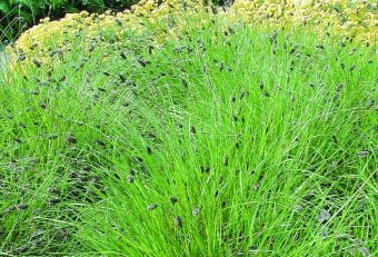 Äxing Sesleria heuffleriana