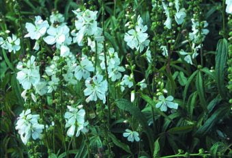 Axmalva Sidalcea candida ‘Bianca’