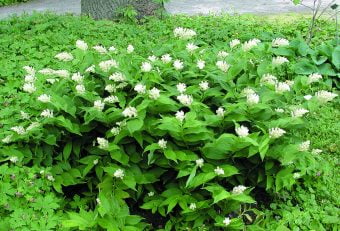 Vipprams Smilacina racemosa