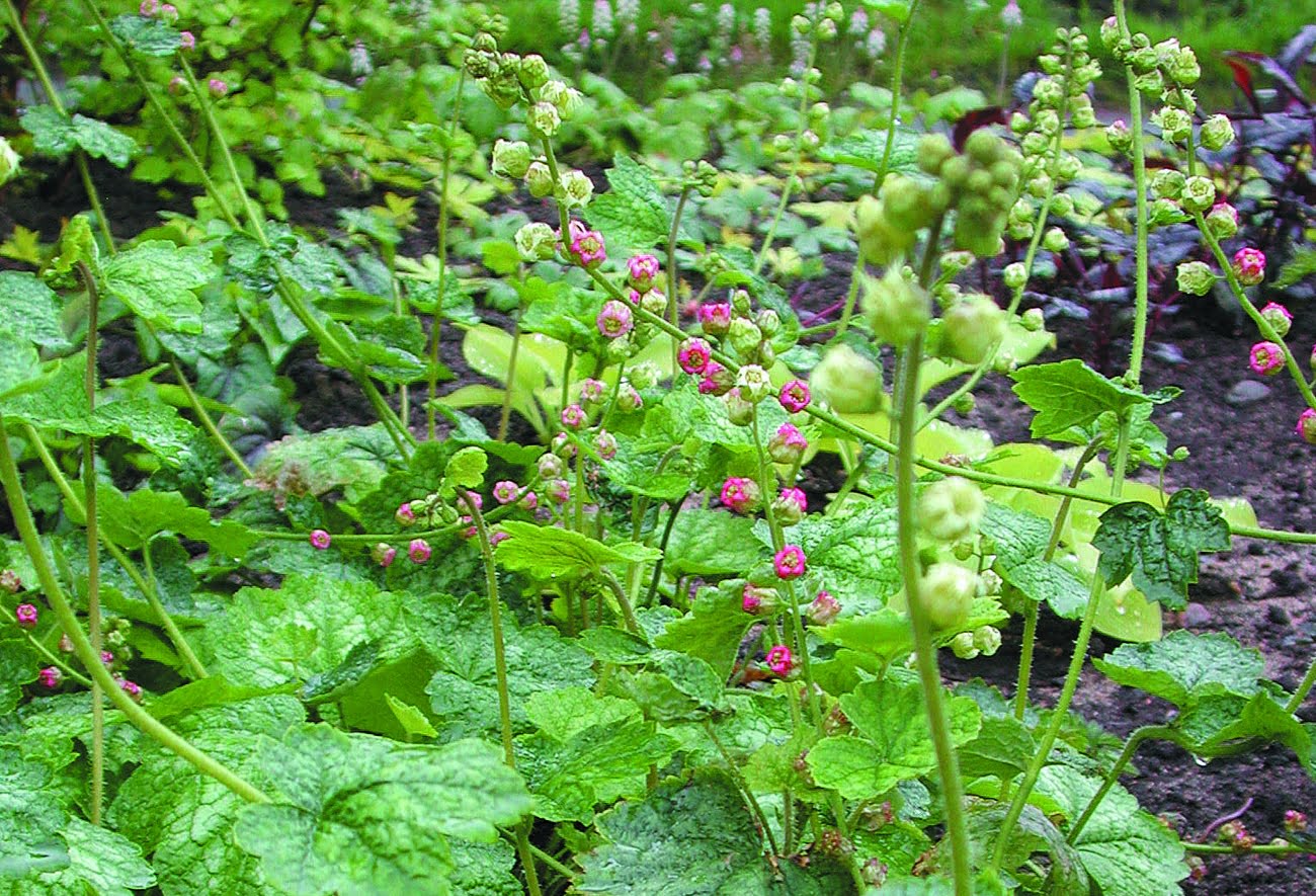 Anagrambräcka Tellima grandiflora