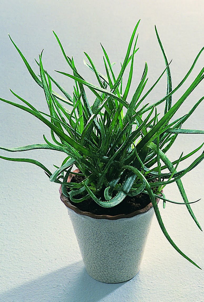 Brokaloe Aloë bakeri