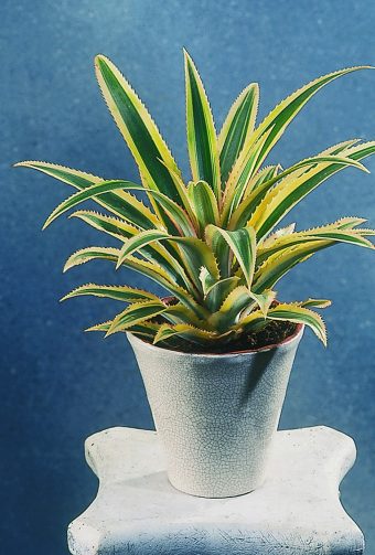 Ananas Ananas comosus