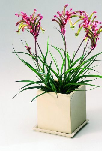 Kängurufot Anigozanthos hybrid