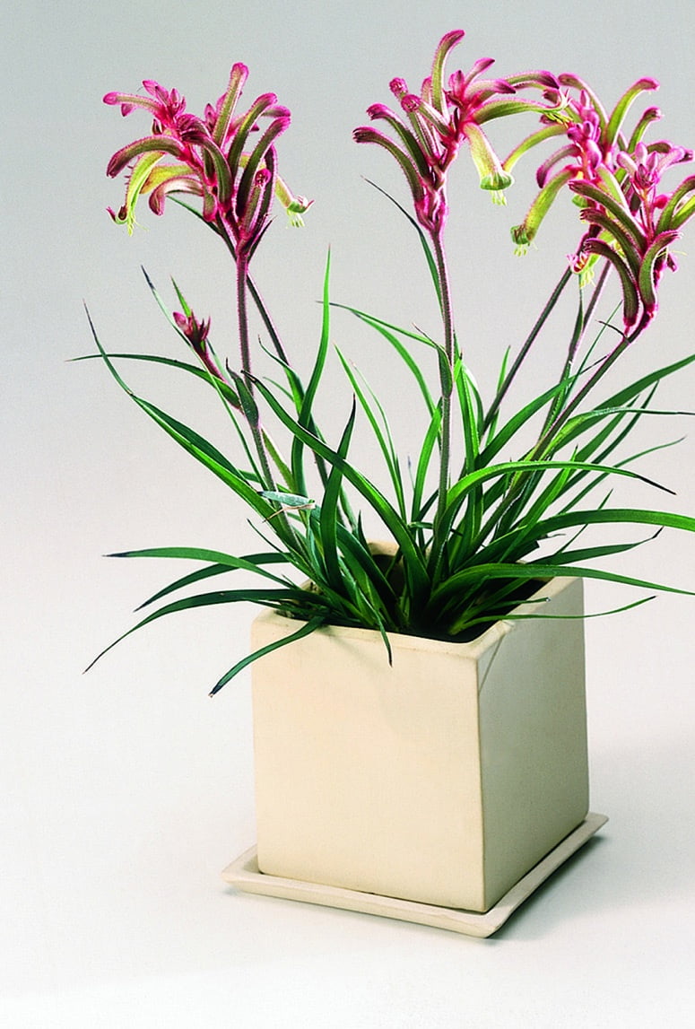 Kängurufot Anigozanthos hybrid
