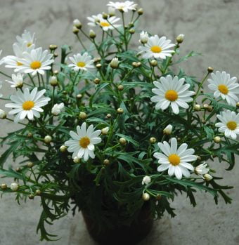 Margerit Argyranthemum frutescens