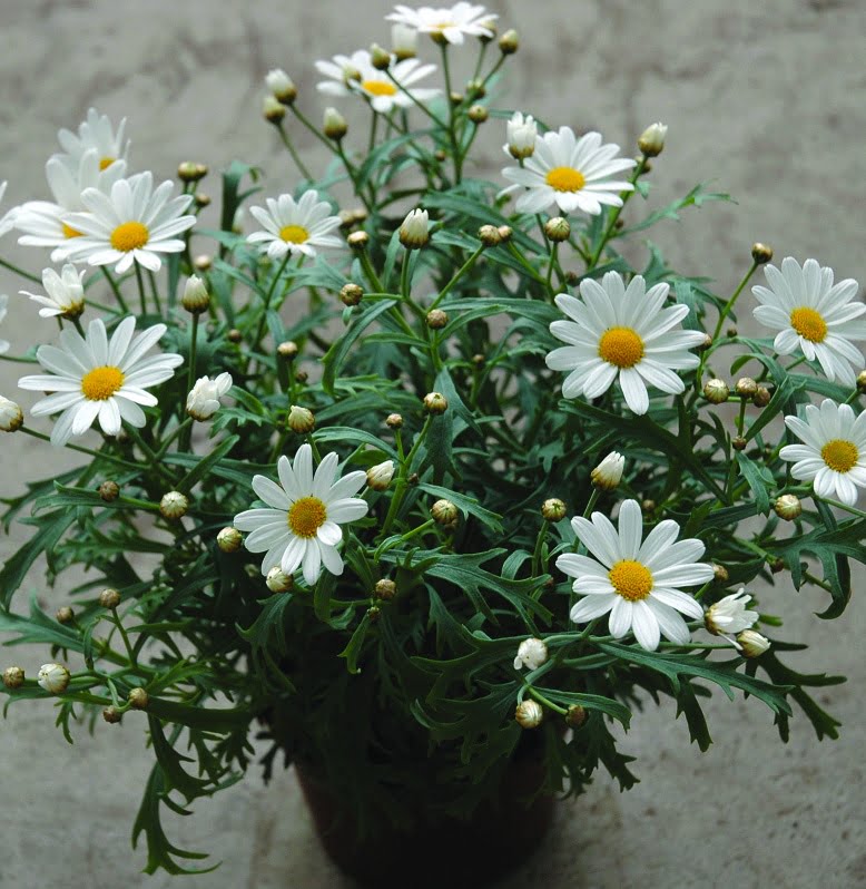 Margerit Argyranthemum frutescens