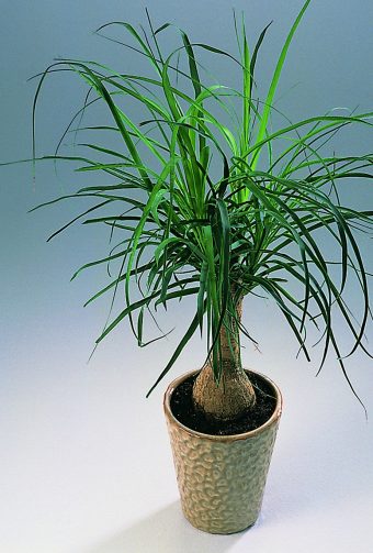 Flasklilja Beaucarnea recurvata