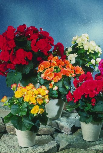 Höstbegonia Begonia elatior hybrid