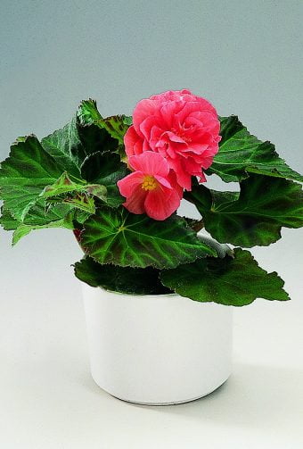 Knölbegonia Begonia tuberhybrida