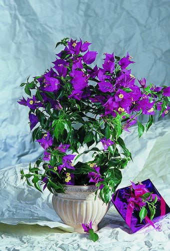 Bougainvillea Bougainvillea glabra