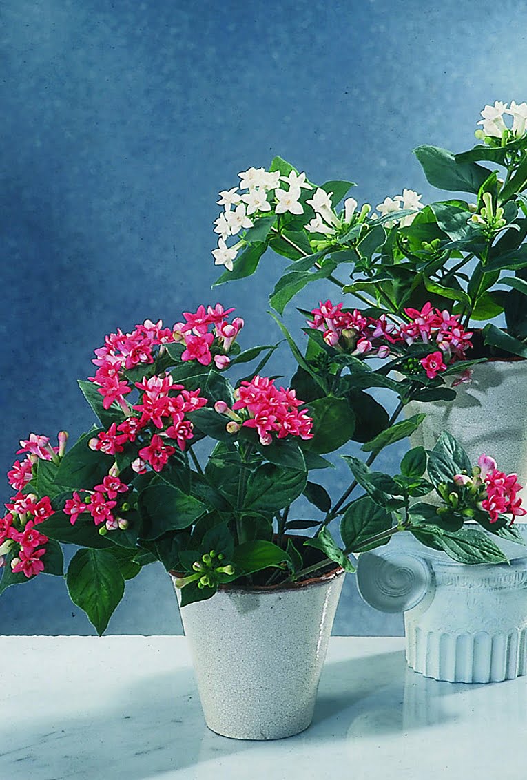Bouvardia Bouvardia hybrid