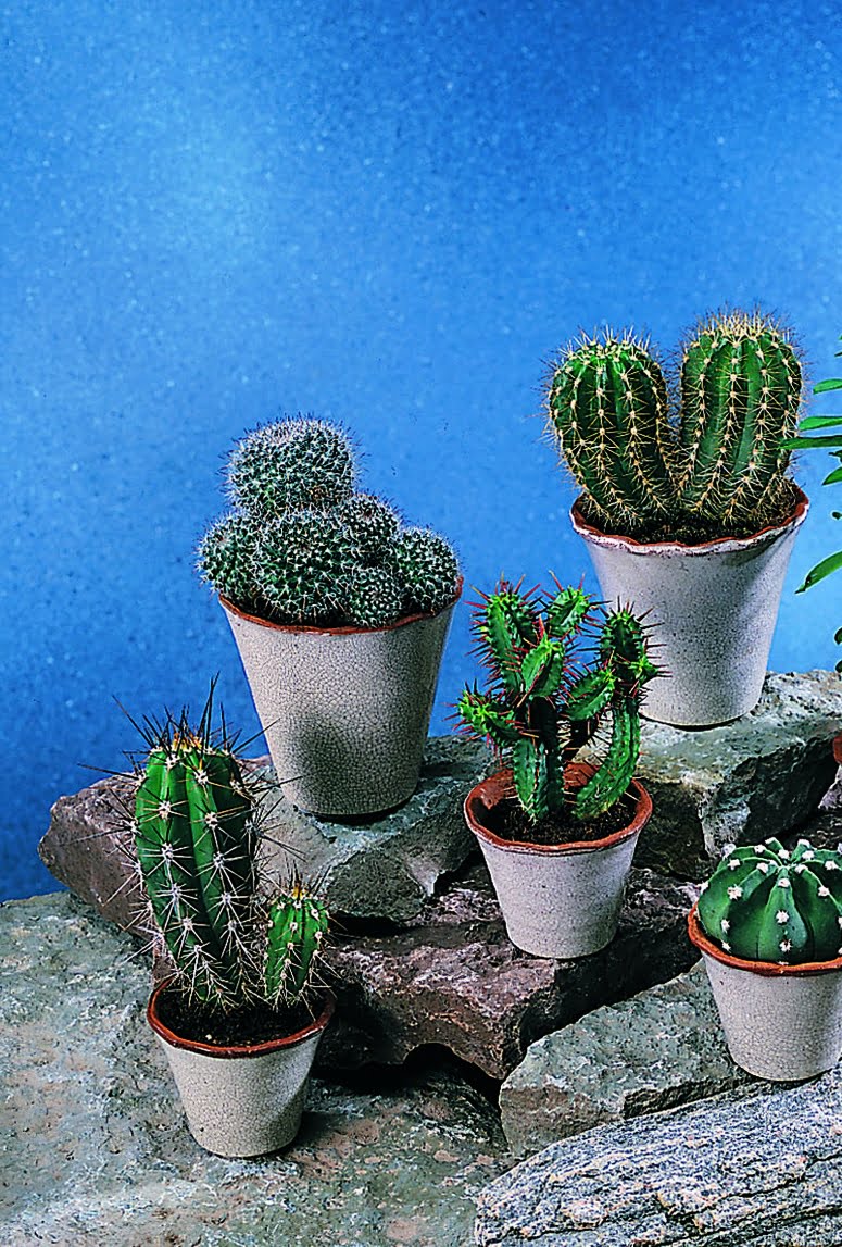 Kaktusar i sorter Cactus