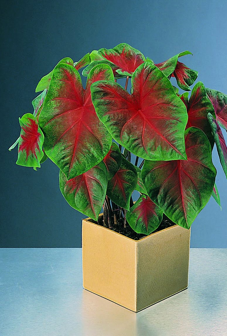 Kaladium Caladium bicolor hybrid