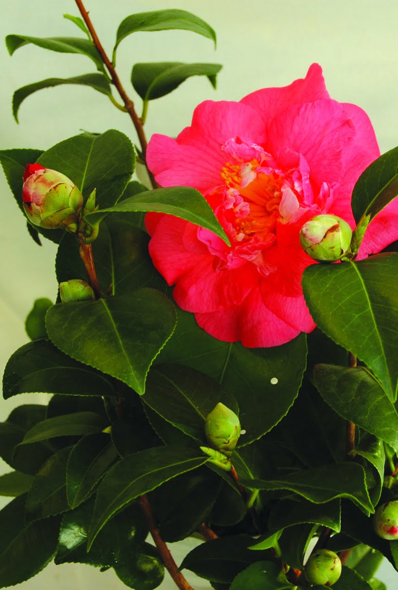 Kamelia Camelia japonica