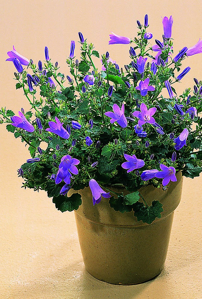 Murklocka Campanula portenschlagiana