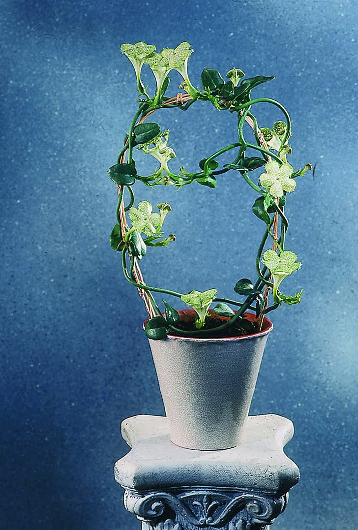 Fallskärmsranka Ceropegia sandersonii