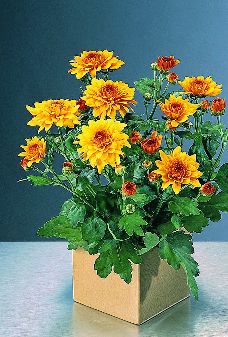 Krysantemum Chrysanthemum indicum