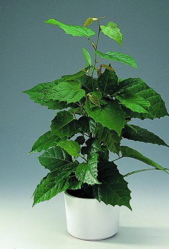 Cissus Cissus antarctica