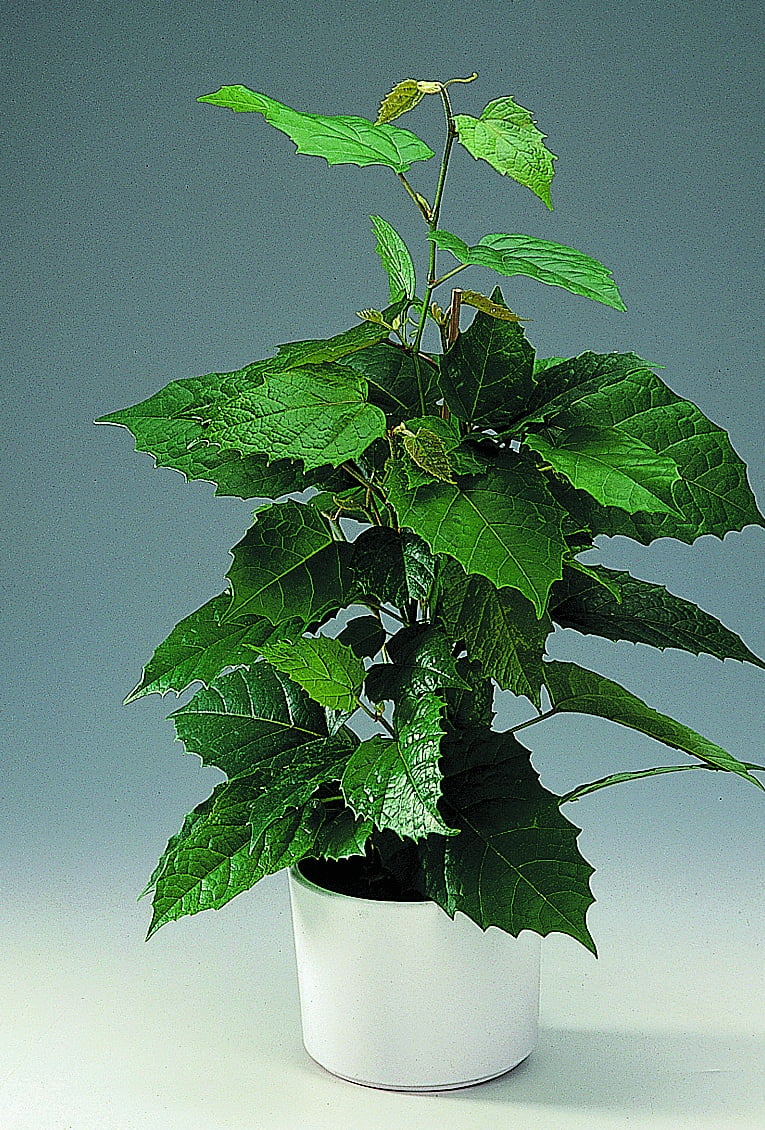 Cissus Cissus antarctica