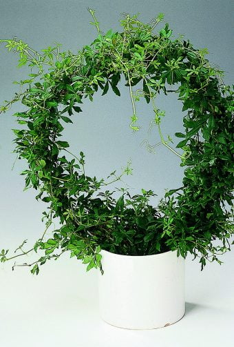 Dvärgcissus Cissus striata