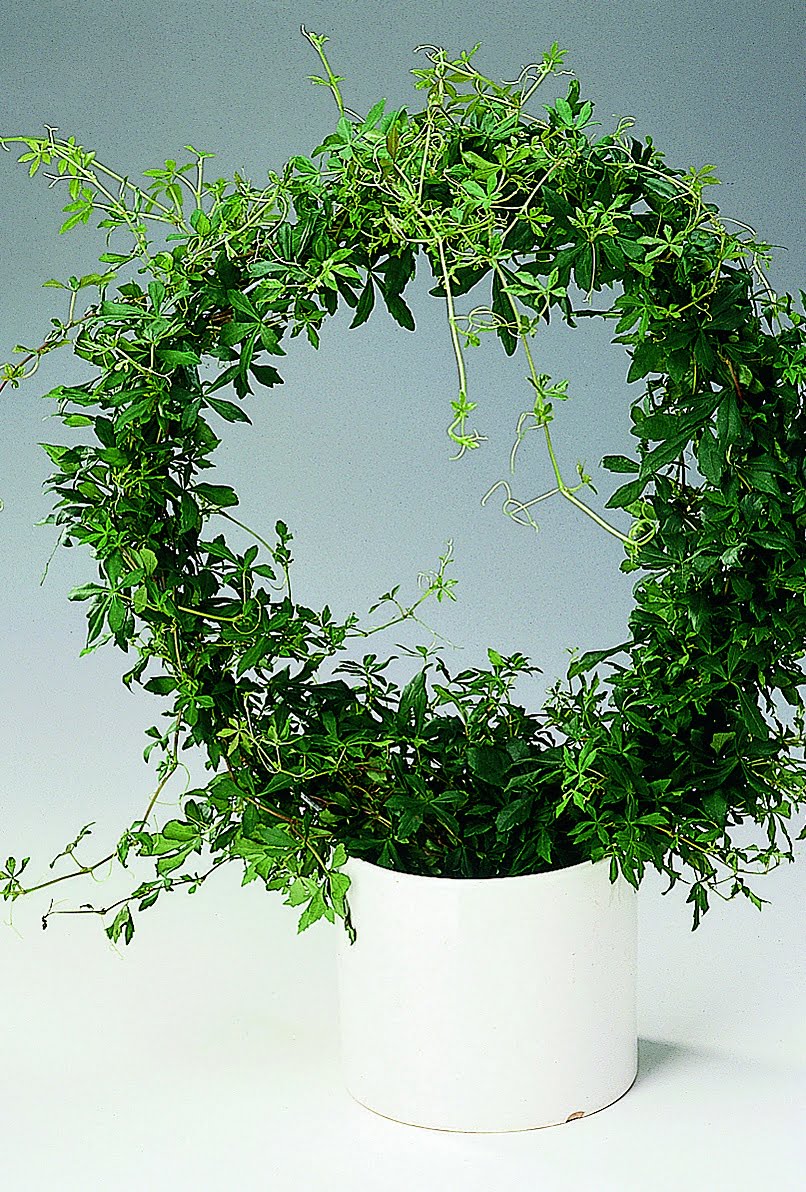 Dvärgcissus Cissus striata