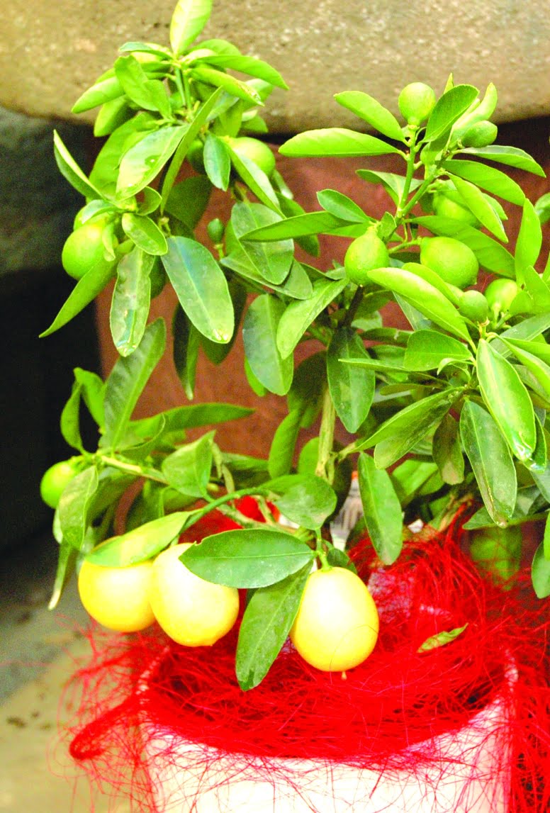 Citron Citrus limonella