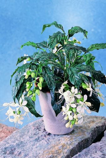 Klerodendron Clerodendrum wallichii