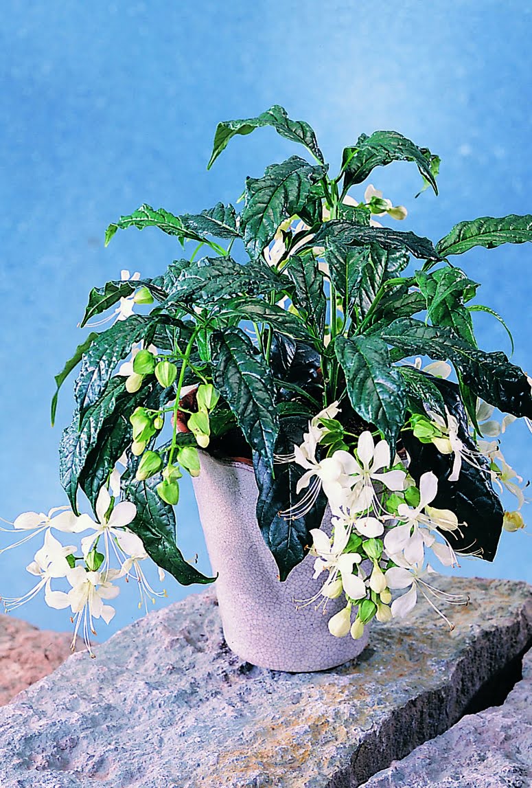 Klerodendron Clerodendrum wallichii