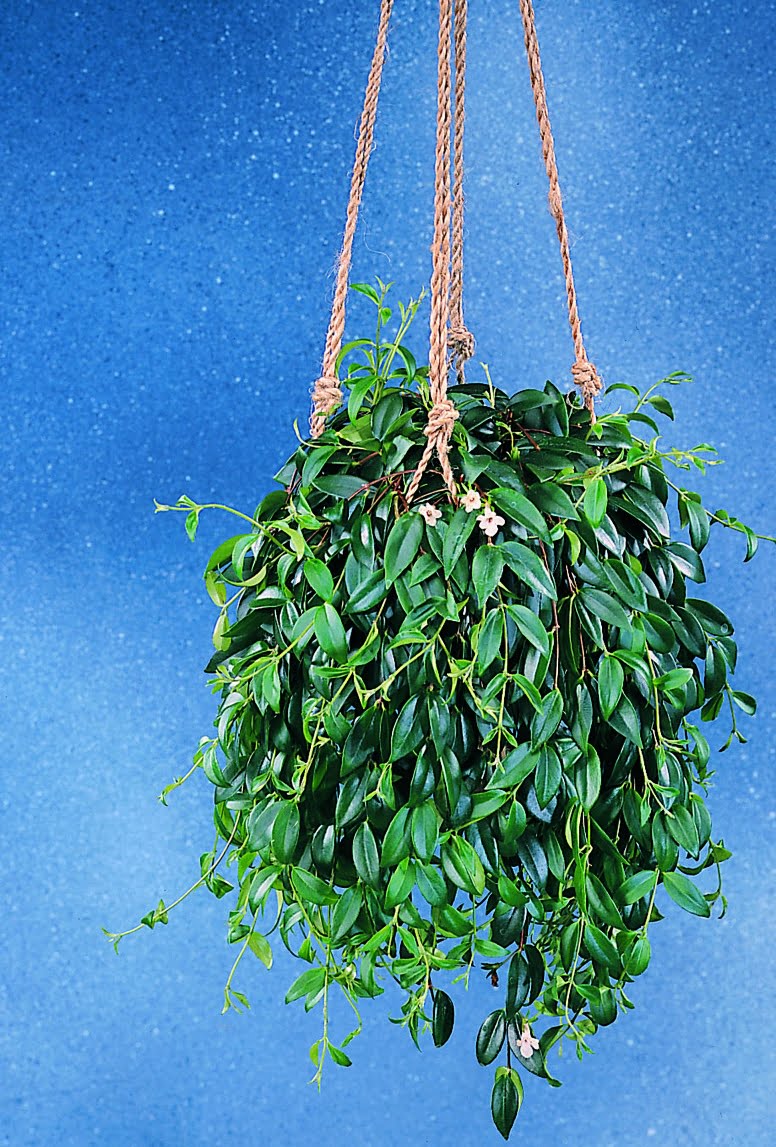 Myrranka Codonanthe crassifolia