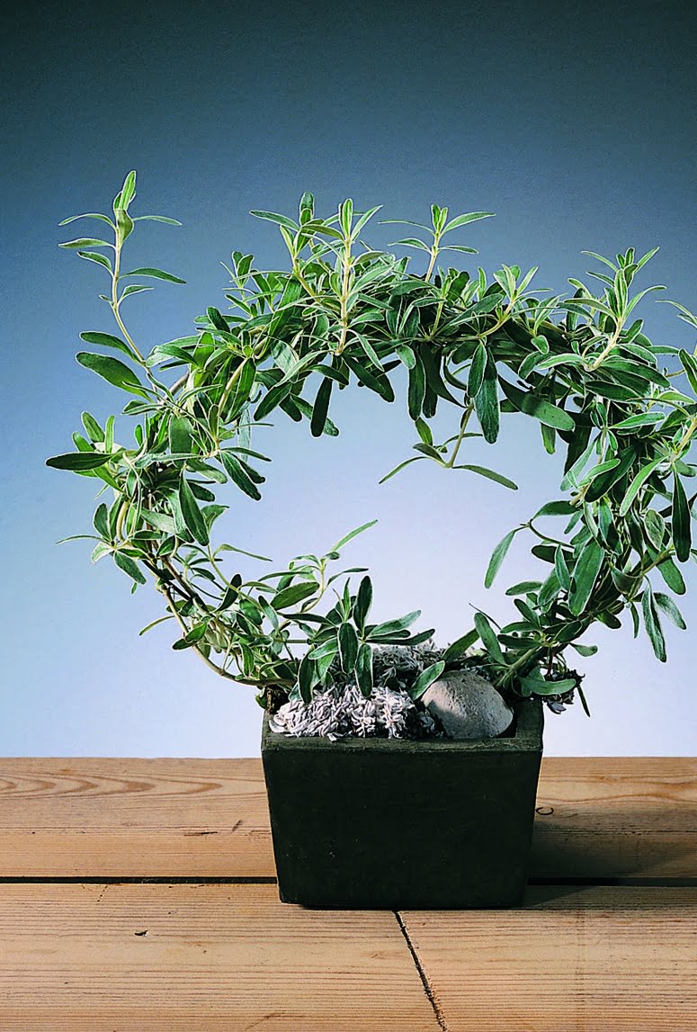 Koprosma Coprosma kirkii