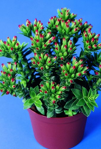 Karamellblomma Crassula coccinea