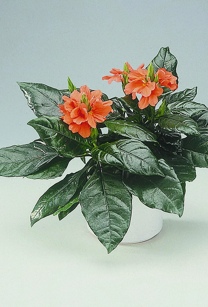 Fakirblomma Crossandra infundibuliformis