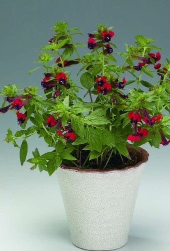 Kolibriblomma Cuphea Ilavea