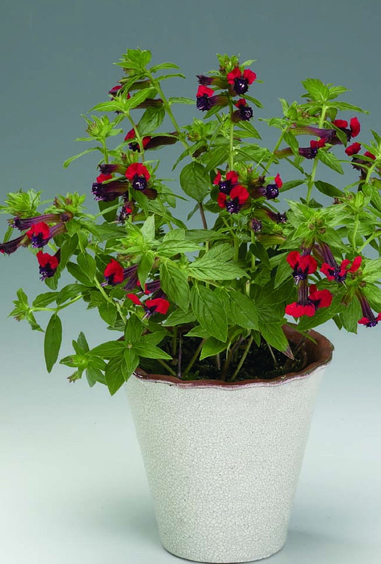 Kolibriblomma Cuphea Ilavea