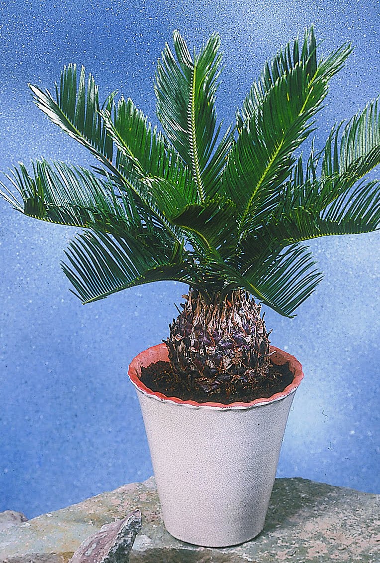 Kottepalm Cycas revoluta