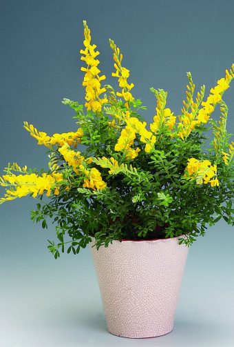 Madeiraginst Cytisus maderensis
