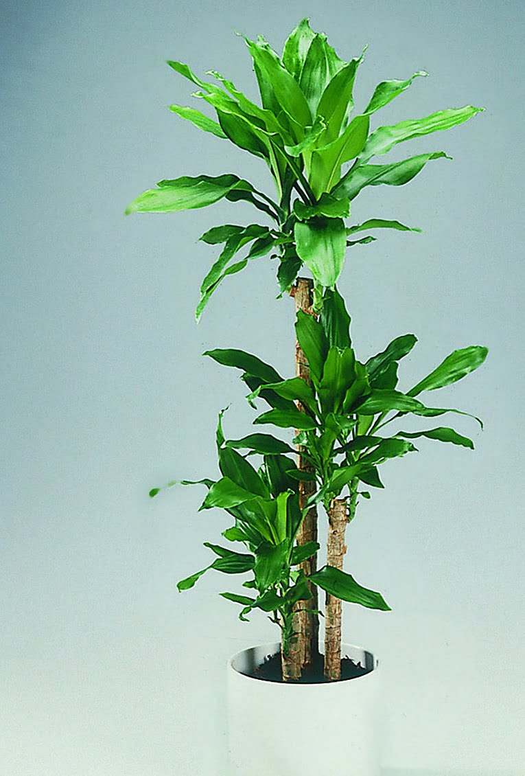 Doftdracena Dracaena fragrans